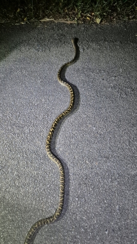 Australian Scrub Python sighting