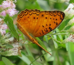 Phalanta eurytis eurytis