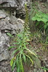 Campanula thyrsoides