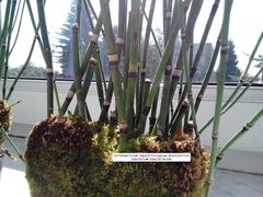 Equisetum hyemale