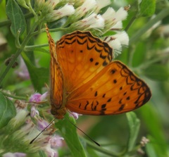 Phalanta eurytis eurytis