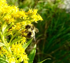 Bombus vagans bolsteri