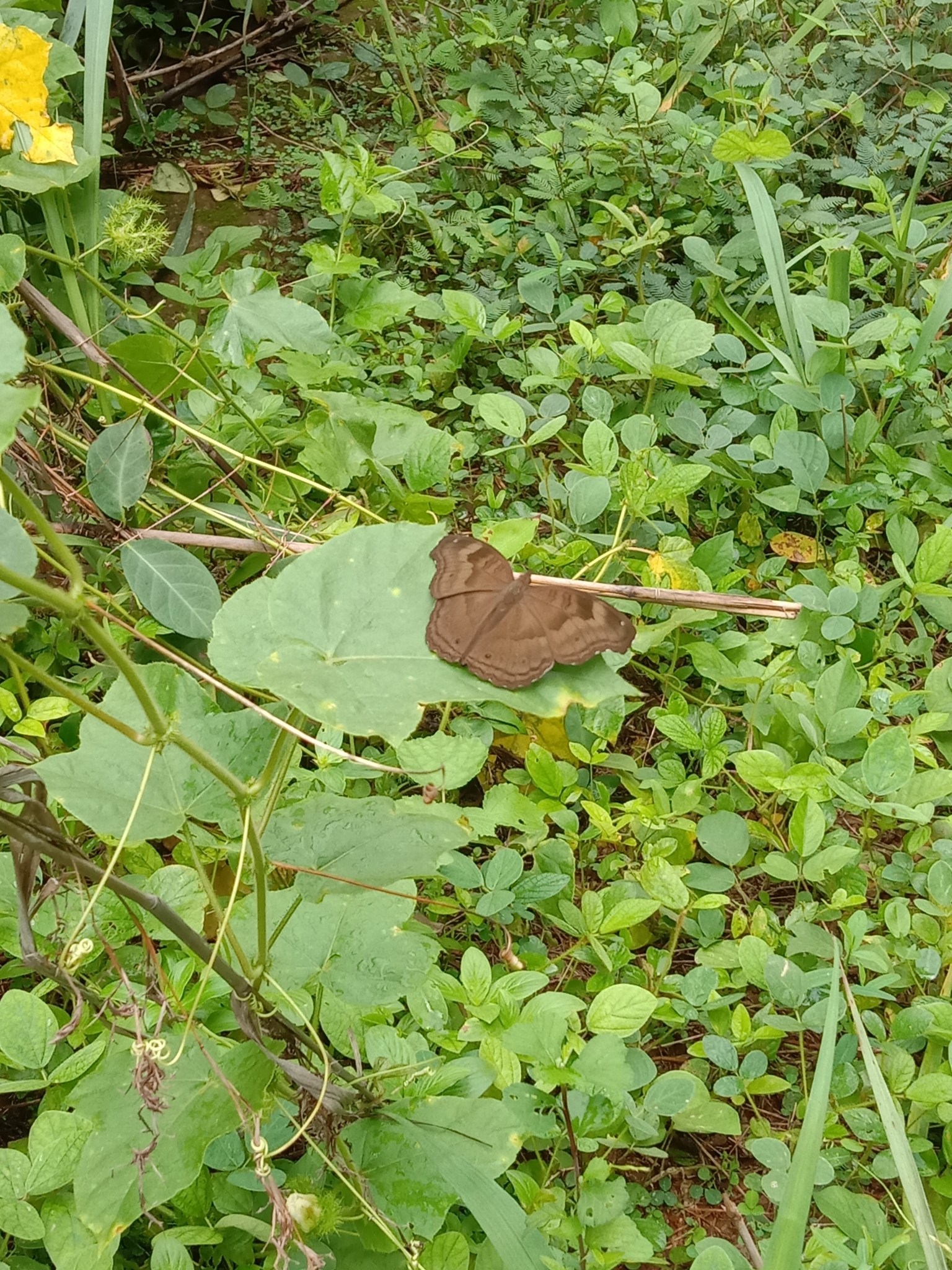 Chocolate Pansy