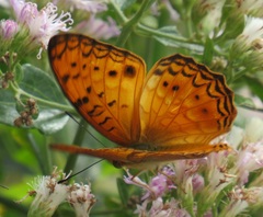 Phalanta eurytis eurytis