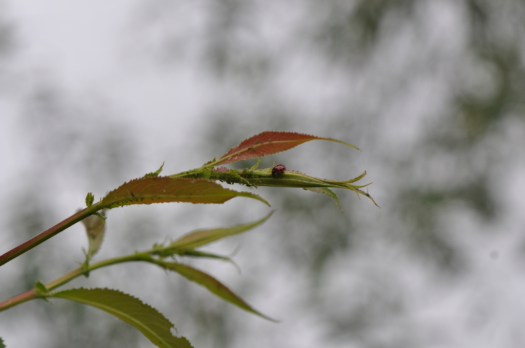 Aphidoidea
