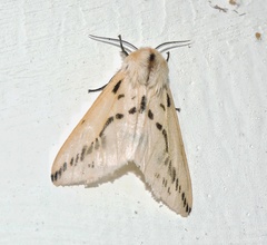 Lemyra stigmata
