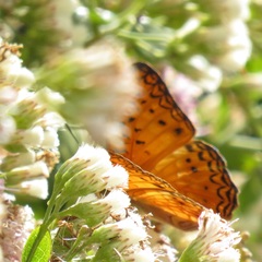 Phalanta eurytis eurytis