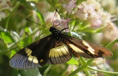 Acraea aganice aganice