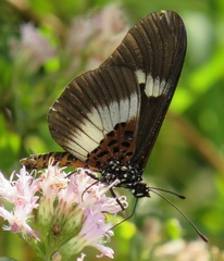 Acraea aganice aganice
