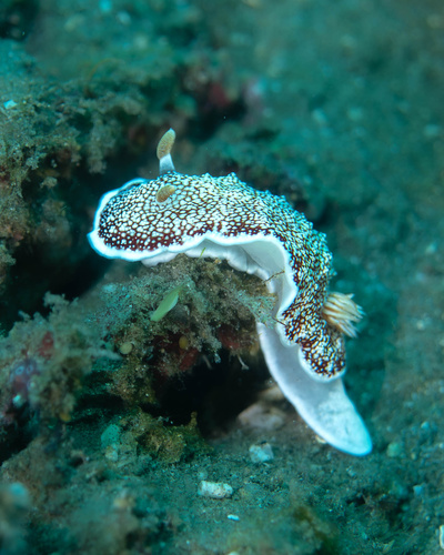 Photo of Reticulated goniobranchus (Goniobranchus reticulatus)