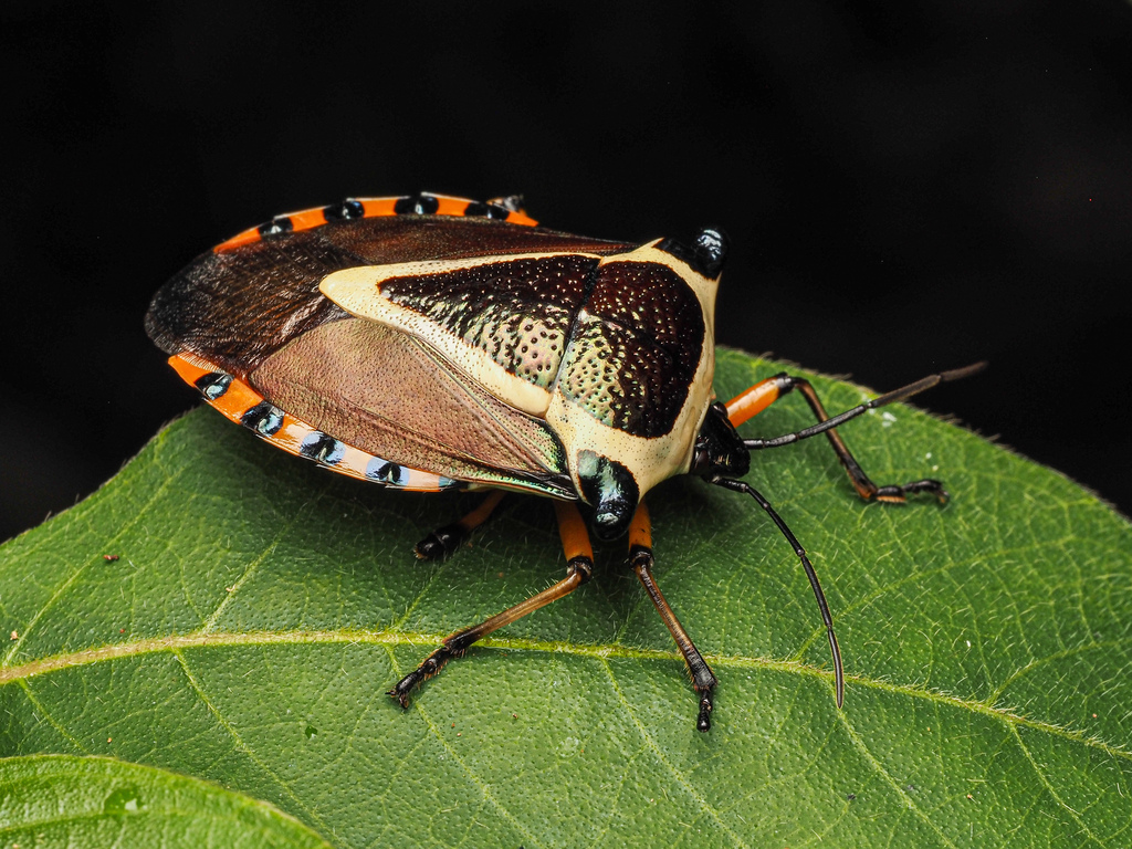 Ramosiana insignis