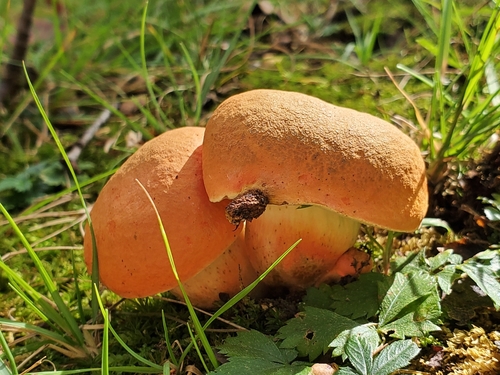 Burnt-orange Bolete