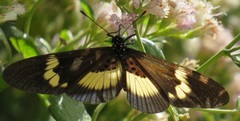 Acraea aganice aganice