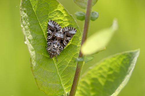Hadena corrupta