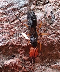 Odontomachus erythrocephalus