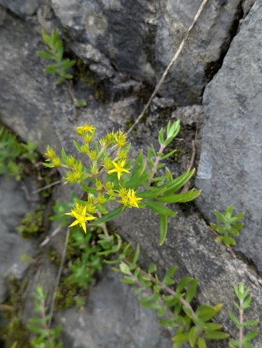 Stringy Stonecrop