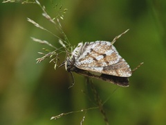 Bupalus piniaria