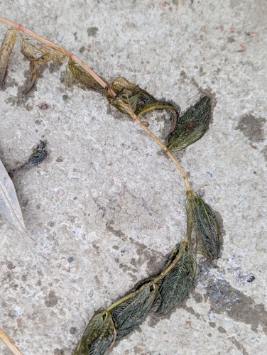 Eurasian water-milfoil
