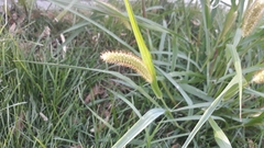 Setaria pumila