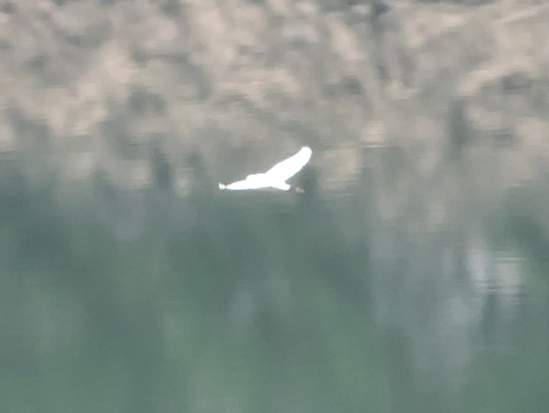 Little Egret