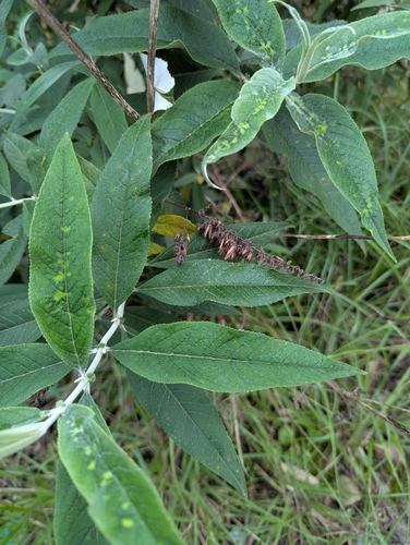Butterfly bush