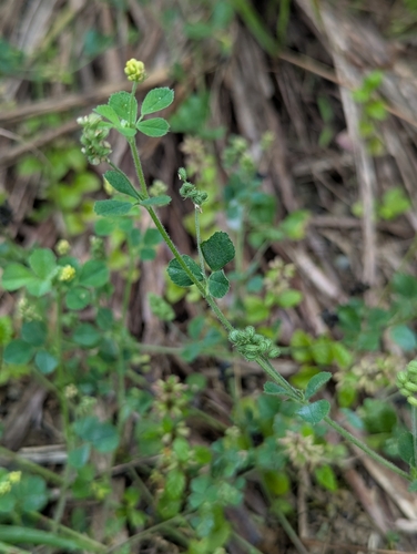 Black Medick