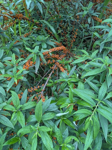 Edible debregeasia