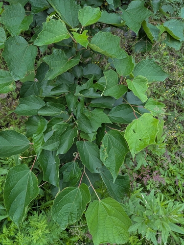 Chinese Alangium