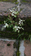 Sedum jaliscanum