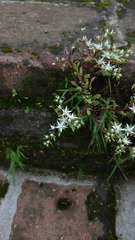 Sedum jaliscanum
