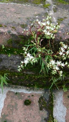 Sedum jaliscanum