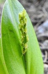 Malaxis macrostachya