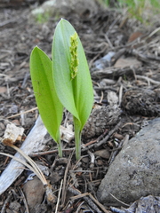 Malaxis macrostachya