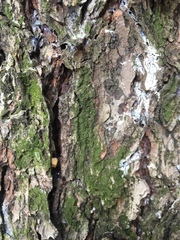 Dendroctonus