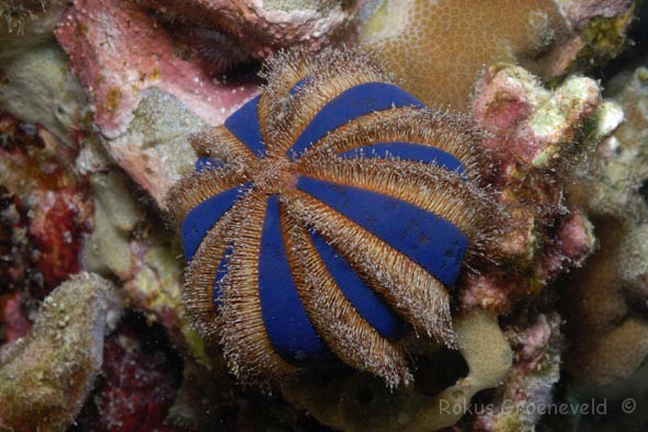 Mespilia
