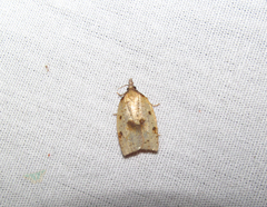 Sparganothis xanthoides