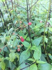 Rubus adenotrichos