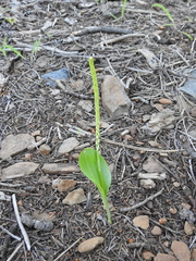 Malaxis macrostachya