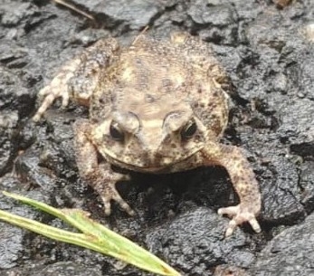 Indian Common True Toad
