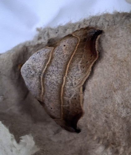 Beautiful Hook-tip photo 2