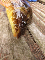 Hexagrammos octogrammus