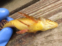 Hexagrammos octogrammus