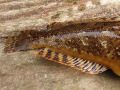 Hexagrammos octogrammus