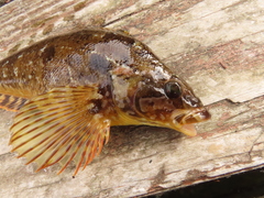 Hexagrammos octogrammus