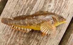 Hexagrammos octogrammus