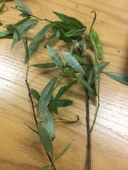 Salix sericea