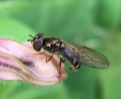 Platycheirus scutatus