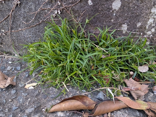 Carex meridiana iNat (1)