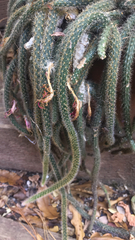Aporocactus