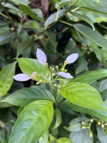 Mussaenda parviflora, photograph 5